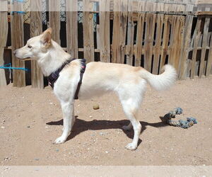 Daisy - Female Gerberian Shepsky Dog for Adoption - Photo #5