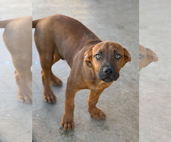 Medium Photo #3 Black Mouth Cur-Catahoula Leopard Dog Mix Puppy For Sale in Phoenix, AZ, USA