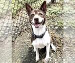 Small #3 German Shorthaired Pointer Mix