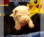 Small #43 Dogo Argentino