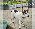 Small Photo #11 Rat Terrier Puppy For Sale in Atlanta, GA, USA