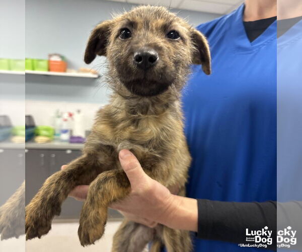 Medium Photo #3 Mutt Puppy For Sale in Washington, DC, USA