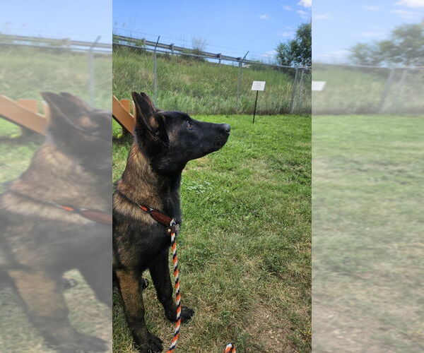 Medium Photo #1 Mutt Puppy For Sale in Imlay City, MI, USA