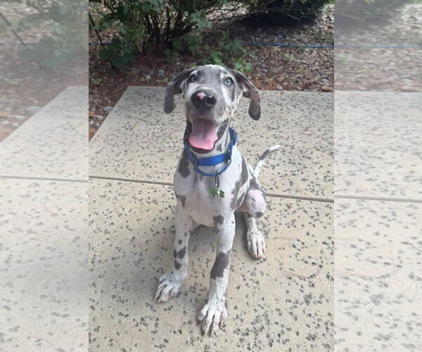 Medium Photo #6 Great Dane Puppy For Sale in Croydon, NH, USA