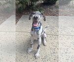 Small #5 Great Dane