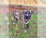 Small #1 Labrador Retriever-Plott Hound Mix