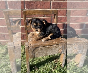 Yorkshire Terrier Puppy for sale in PARIS, TX, USA