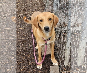 Mutt Dogs for adoption in Bloomingdale, NJ, USA