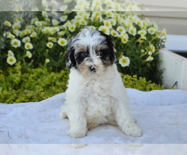 Medium Photo #10 Cavapoo Puppy For Sale in PARADISE, PA, USA