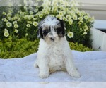 Small #9 Cavapoo