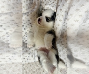 Medium Pomsky