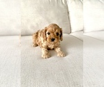 Small Photo #5 Cavapoo Puppy For Sale in GRESHAM, OR, USA