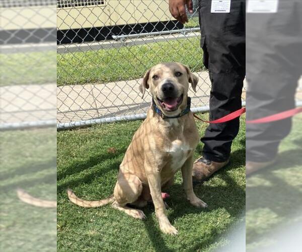 Medium Photo #1 American Pit Bull Terrier Puppy For Sale in Corpus Christi, TX, USA
