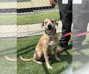 American Pit Bull Terrier Dogs for adoption in Corpus Christi, TX, USA