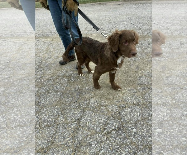 Medium Photo #2 Poodle (Standard)-Unknown Mix Puppy For Sale in Columbus, IN, USA