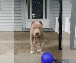 Small Photo #2 American Bully Puppy For Sale in MAPLE HEIGHTS, OH, USA