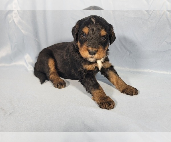 Medium Photo #12 Bernedoodle Puppy For Sale in BLACK FOREST, CO, USA
