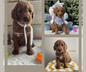 Goldendoodle Litter for sale in WOODBURN, IN, USA