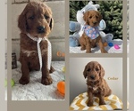 Small Goldendoodle