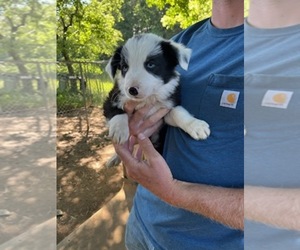 Border Collie Puppy for sale in CANTON, NC, USA