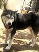 Small Photo #1 Siberian Husky-Wolf Hybrid Mix Puppy For Sale in LOS ANGELES, CA, USA