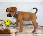 Small #1 Boxer Mix