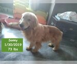 Small Photo #4 Golden Retriever Puppy For Sale in West Hollywood, CA, USA