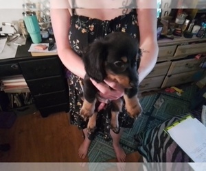 Dachshund Puppy for sale in BAKERSVILLE, NC, USA