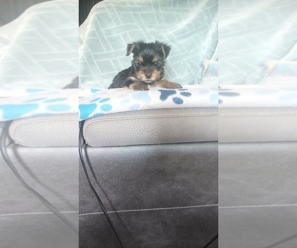 Medium Photo #4 Yorkshire Terrier Puppy For Sale in BENSON, NC, USA