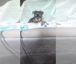 Small #3 Yorkshire Terrier