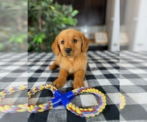 Golden Retriever Puppy for sale in GREENWOOD, IN, USA