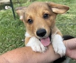 Small Photo #16 Pembroke Welsh Corgi Puppy For Sale in BRYAN, TX, USA