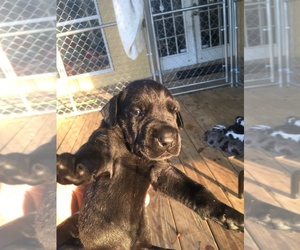 Great Dane Puppy for sale in RDG MNR EST, FL, USA