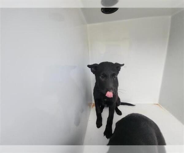 Medium Photo #1 German Shepherd Dog-Unknown Mix Puppy For Sale in Houston, TX, USA