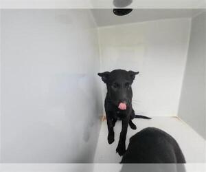 German Shepherd Dog-Unknown Mix Dogs for adoption in Houston, TX, USA