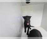 Small German Shepherd Dog Mix