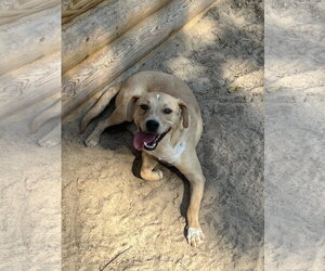 Luke - Male Mutt Dog for Adoption - Photo #8