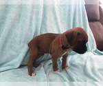 Small Photo #4 Boxer Puppy For Sale in TAFT, TN, USA