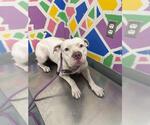 Small American Pit Bull Terrier