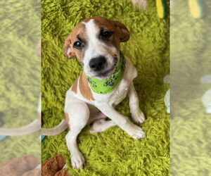 Mutt Dogs for adoption in Warrenton, VA, USA