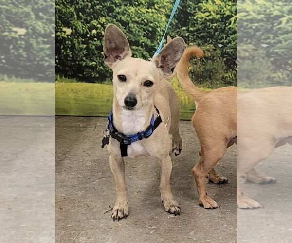 Medium Photo #1 Chihuahua Puppy For Sale in Dana Point, CA, USA