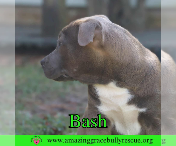 Medium Photo #4 American Pit Bull Terrier-Unknown Mix Puppy For Sale in Pensacola, FL, USA