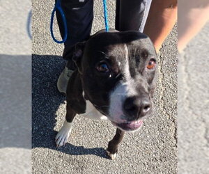 Maddie- Coming Soon! - Female Mutt Dog for Adoption - Photo #4