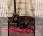 Small Photo #3 Doberman Pinscher Puppy For Sale in PARADISE, TX, USA