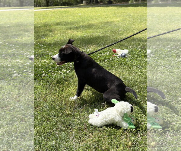 Medium Photo #1 Labrador Retriever-Unknown Mix Puppy For Sale in Yardley, PA, USA