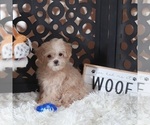 Small #2 Maltipoo (Miniature)