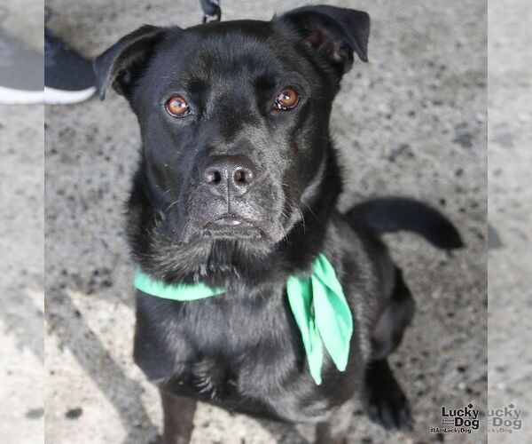 Medium Photo #2 Chow Chow-Retriever  Mix Puppy For Sale in Washington, DC, USA