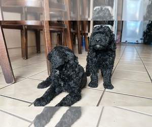 Poodle (Toy) Puppy for sale in GARDEN GROVE, CA, USA
