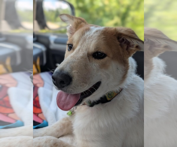 Medium Photo #6 Mutt Puppy For Sale in Holly Springs, NC, USA