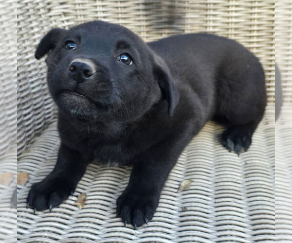 Medium Photo #2 German Shepherd Dog-Unknown Mix Puppy For Sale in Alexander, AR, USA
